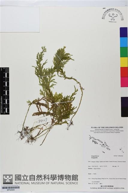 登錄號:BP02940藏品圖，第1張