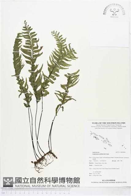 單邊鐵角蕨藏品圖，第1張