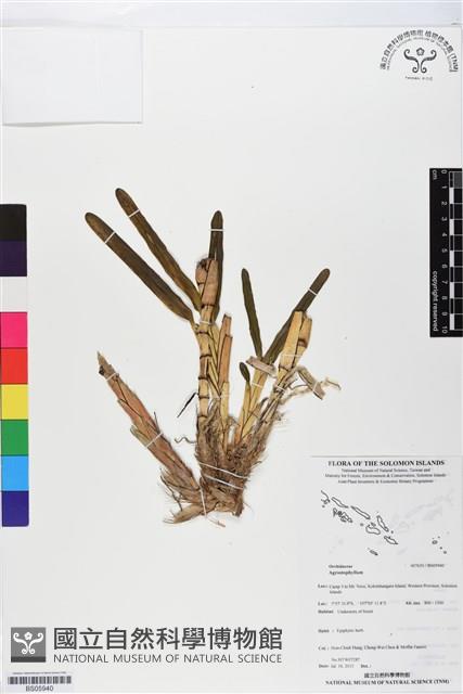 登錄號:BS05940藏品圖，第1張