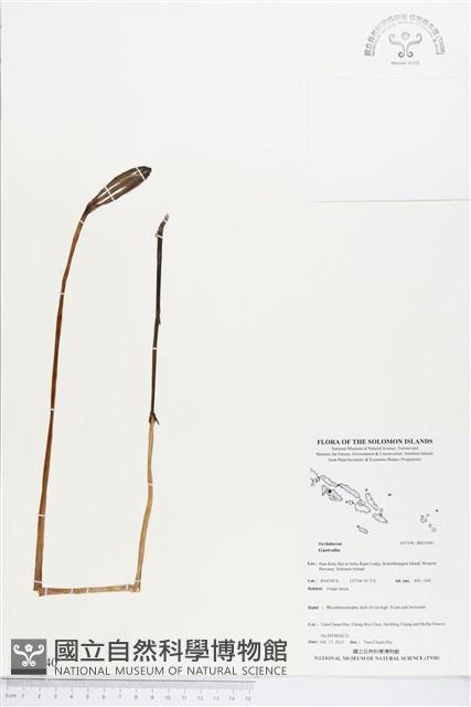 登錄號:BS03940藏品圖，第1張