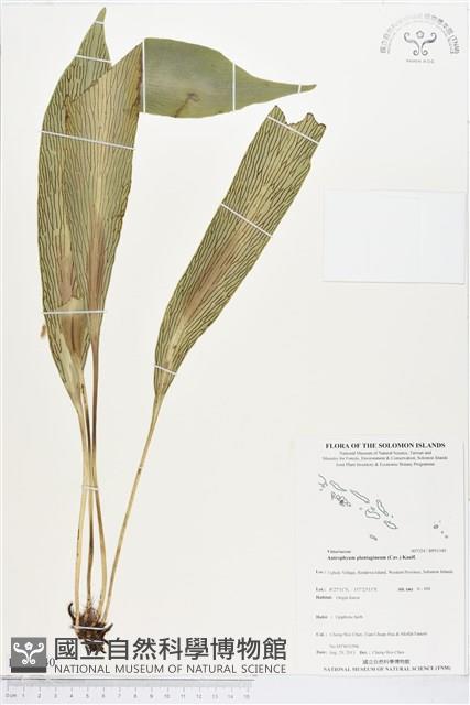 登錄號:BP01340藏品圖，第1張