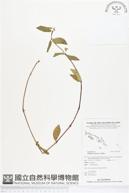 飛揚草藏品圖，第1張