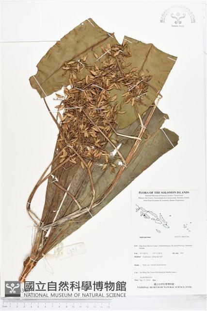 登錄號:BS05340藏品圖，第1張