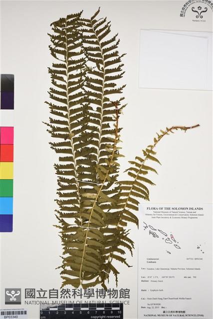 登錄號:BP03340藏品圖，第1張