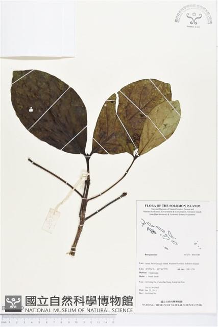 登錄號:BS03340藏品圖，第1張