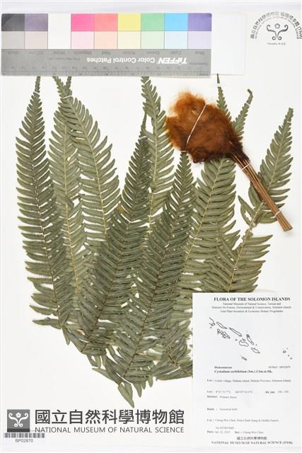 登錄號:BP02870藏品圖，第1張