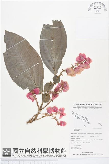 登錄號:BS01870藏品圖，第1張