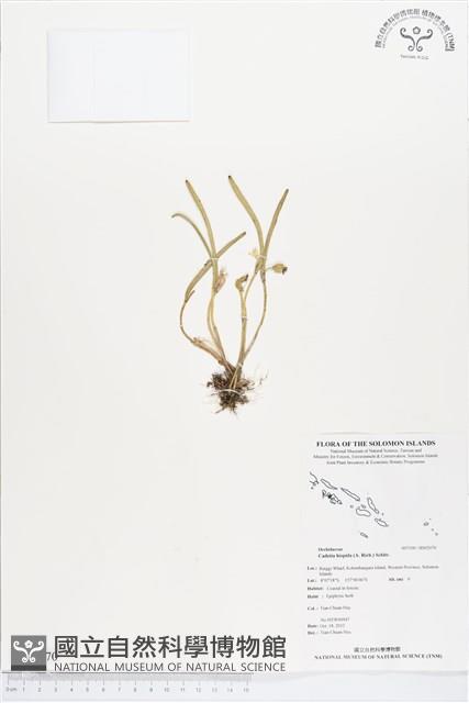 登錄號:BS02070藏品圖，第1張