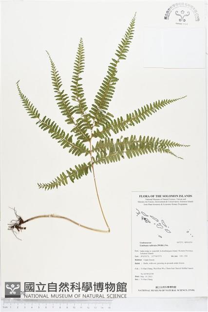 網脈鱗始蕨藏品圖，第1張