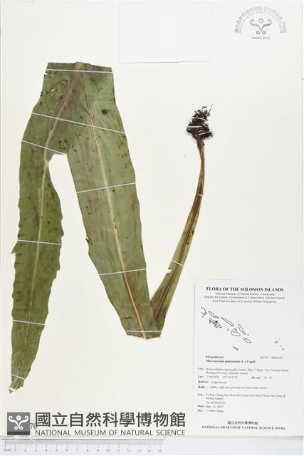 星蕨藏品圖，第1張