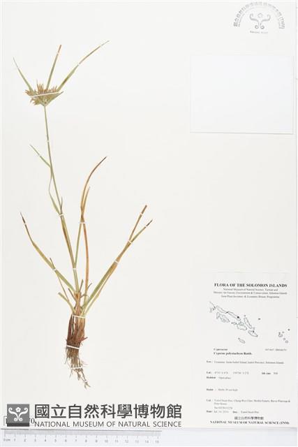 多枝扁莎藏品圖，第1張