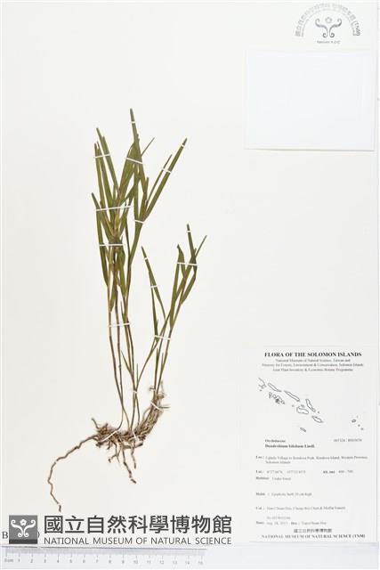 Accession Number:BS03670 Collection Image