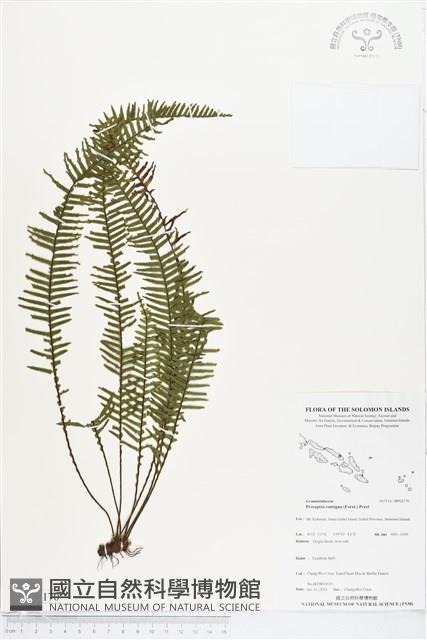 穴子蕨藏品圖，第1張