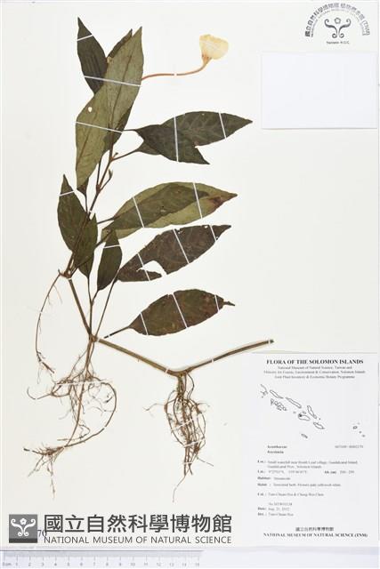 登錄號:BS02170藏品圖，第1張