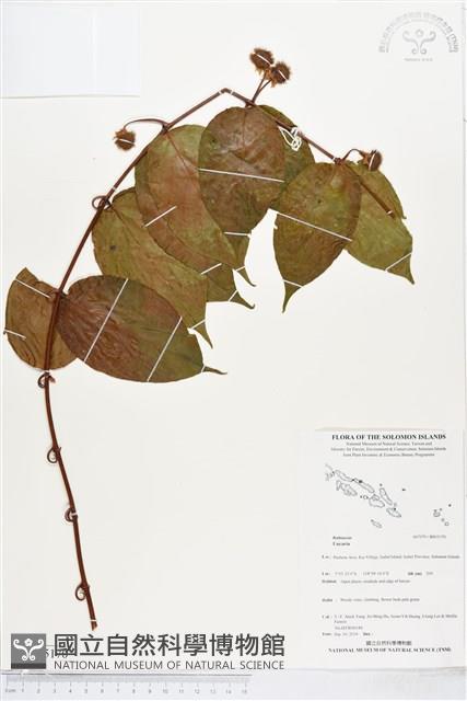 登錄號:BS05170藏品圖，第1張