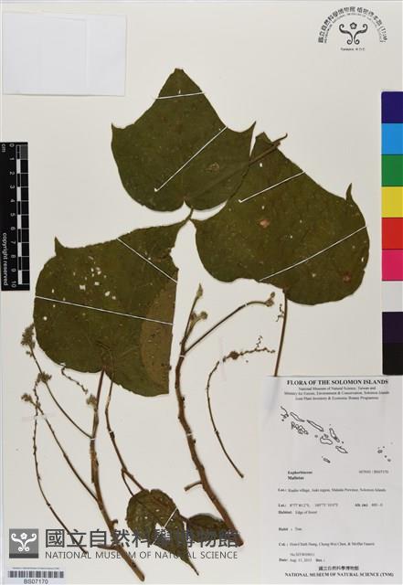 登錄號:BS07170藏品圖，第1張