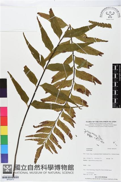 登錄號:BP02470藏品圖，第1張