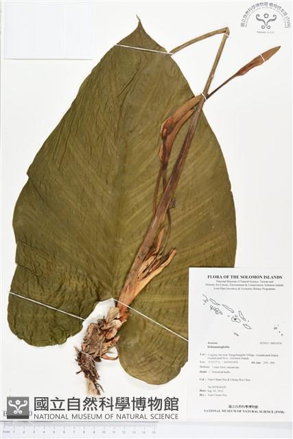 登錄號:BS01470藏品圖，第1張