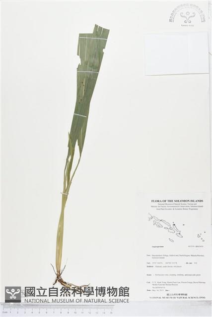 登錄號:BS05470藏品圖，第1張