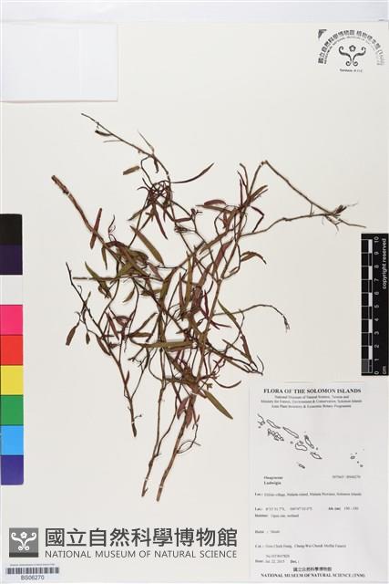 登錄號:BS06270藏品圖，第1張