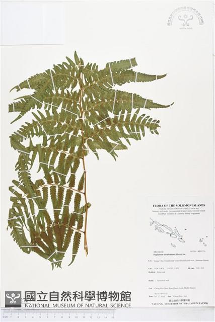 過溝菜蕨藏品圖，第1張