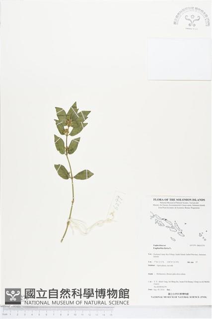 乳仔草藏品圖，第1張