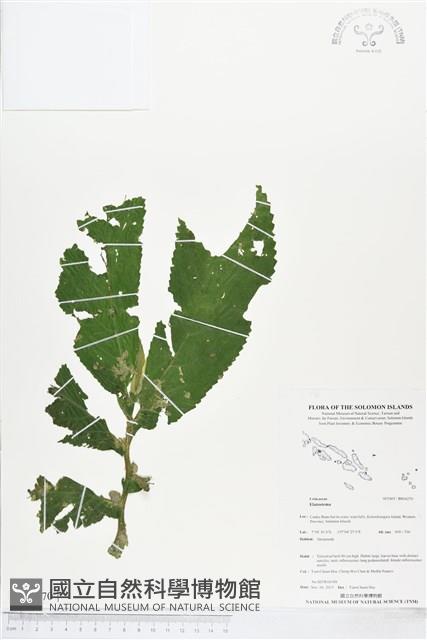 登錄號:BS04270藏品圖，第1張