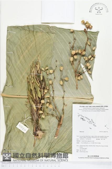 登錄號:BS02770藏品圖，第1張