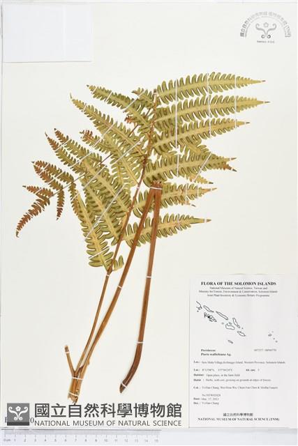 瓦氏鳳尾蕨藏品圖，第1張