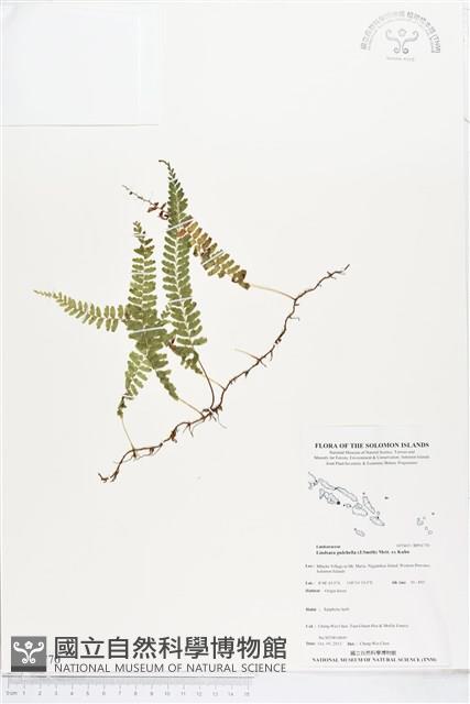 登錄號:BP01770藏品圖，第1張