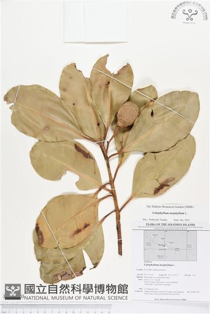 瓊崖海棠、胡桐藏品圖，第1張