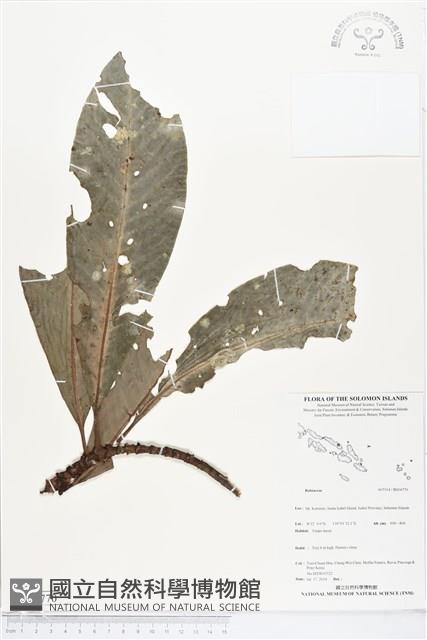 登錄號:BS04770藏品圖，第1張