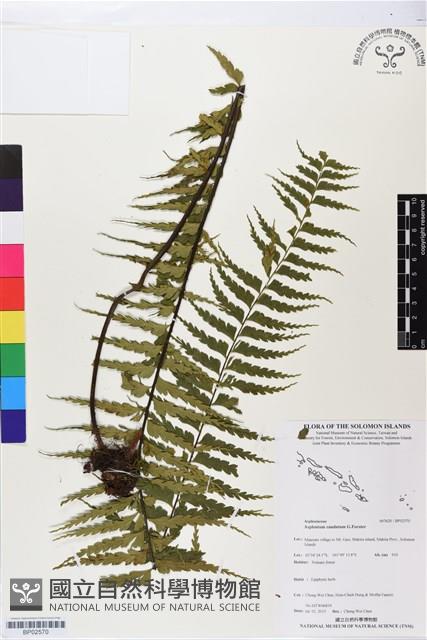 登錄號:BP02570藏品圖，第1張