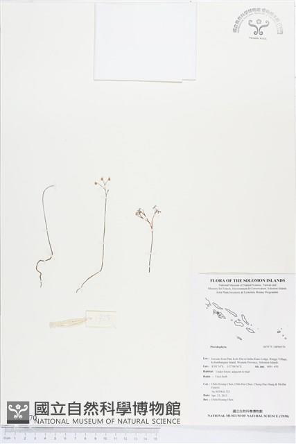 登錄號:BP00570藏品圖，第1張