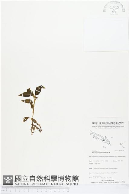 登錄號:BS04570藏品圖，第1張