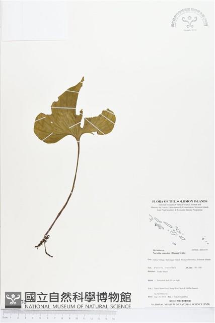 登錄號:BS03570藏品圖，第1張