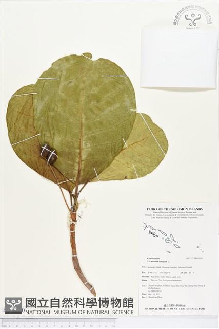 欖仁藏品圖，第1張