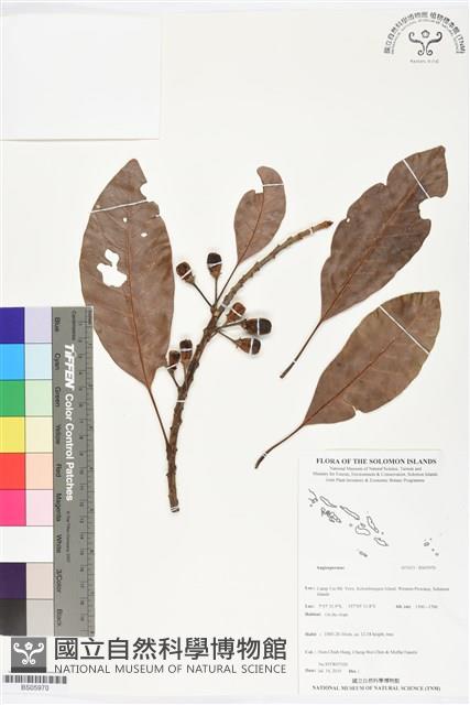 登錄號:BS05970藏品圖，第1張