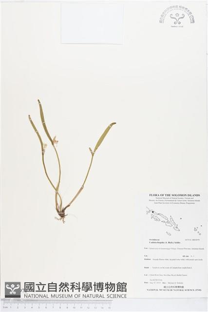 登錄號:BS04970藏品圖，第1張