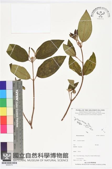 登錄號:BS06370藏品圖，第1張