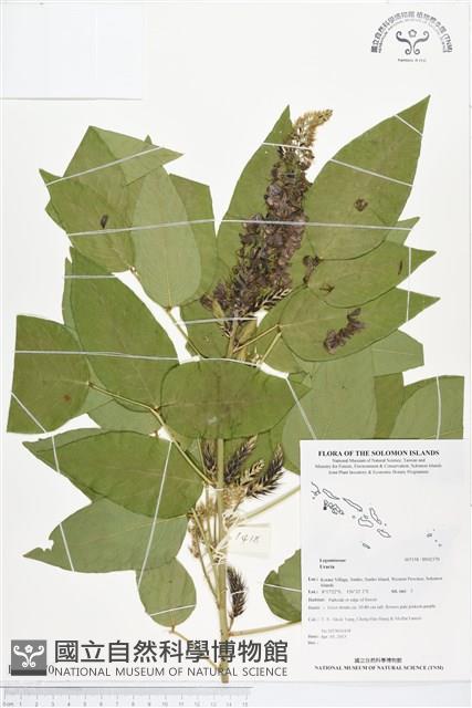 登錄號:BS02370藏品圖，第1張