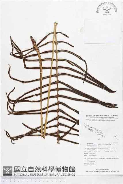 登錄號:BP00370藏品圖，第1張