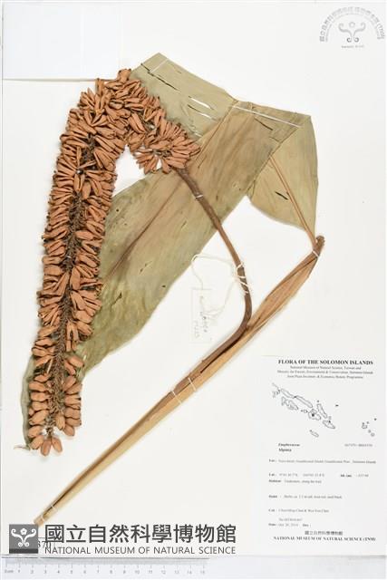 登錄號:BS05370藏品圖，第1張