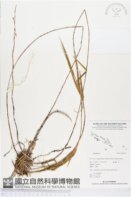 登錄號:BS03370藏品圖，第1張