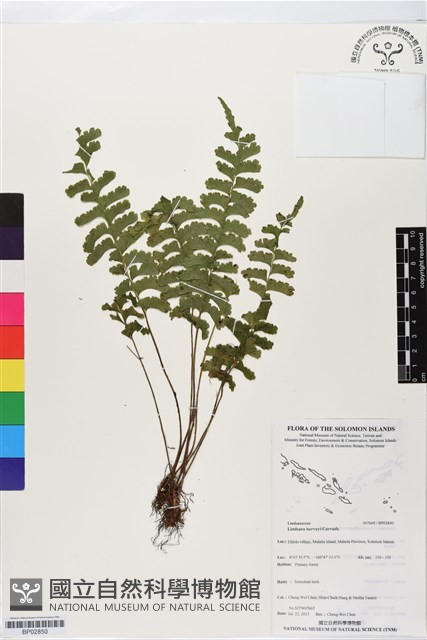 登錄號:BP02850藏品圖，第1張