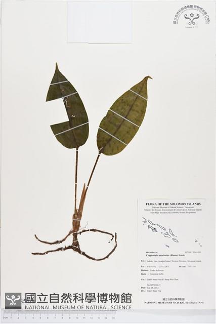 滿綠隱柱蘭、美唇隱柱蘭藏品圖，第1張