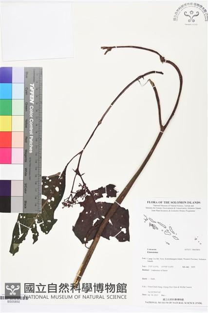 登錄號:BS05850藏品圖，第1張