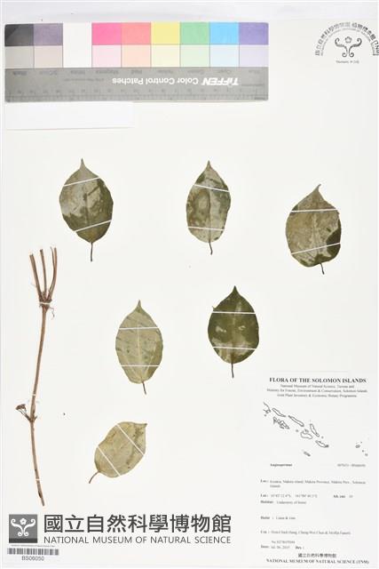 登錄號:BS06050藏品圖，第1張