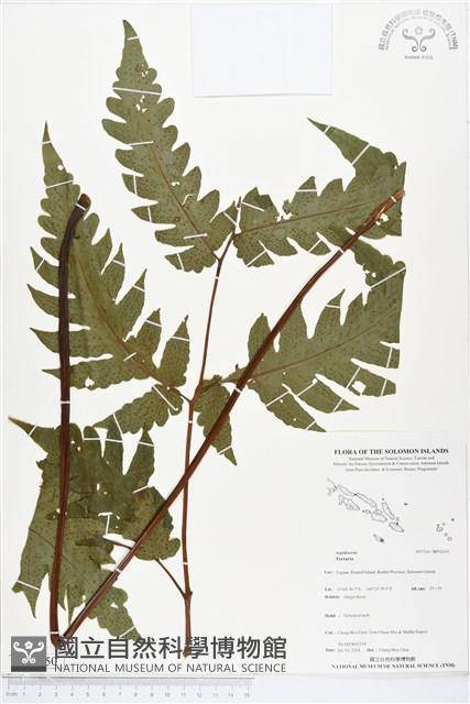 登錄號:BP02050藏品圖，第1張