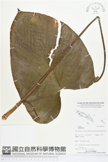 登錄號:BS04050藏品圖，第1張